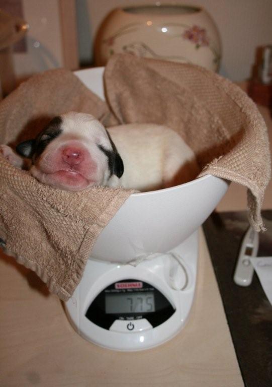 pup 6 dag 3 775 gram